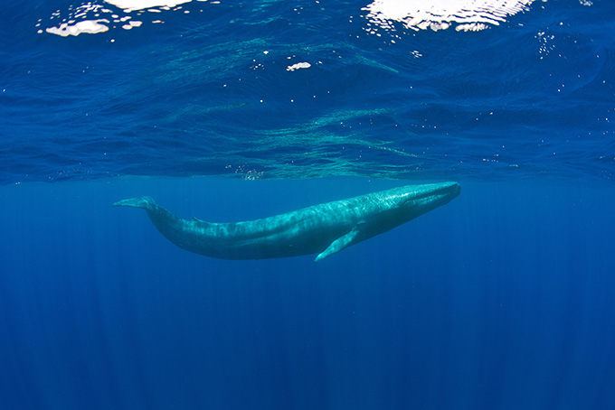 A whale is swimming near the surface of the ocean. The whole image contains various shades of blue.